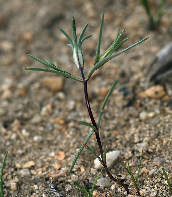 Linanthus dichotomus