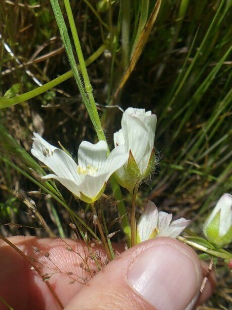 Limnanthes alba ssp. alba