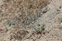 Eriogonum nudum var. pauciflorum