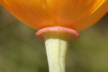 Eschscholzia californica var. crocea