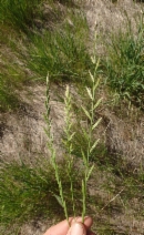 Lolium perenne ssp. multiflorum