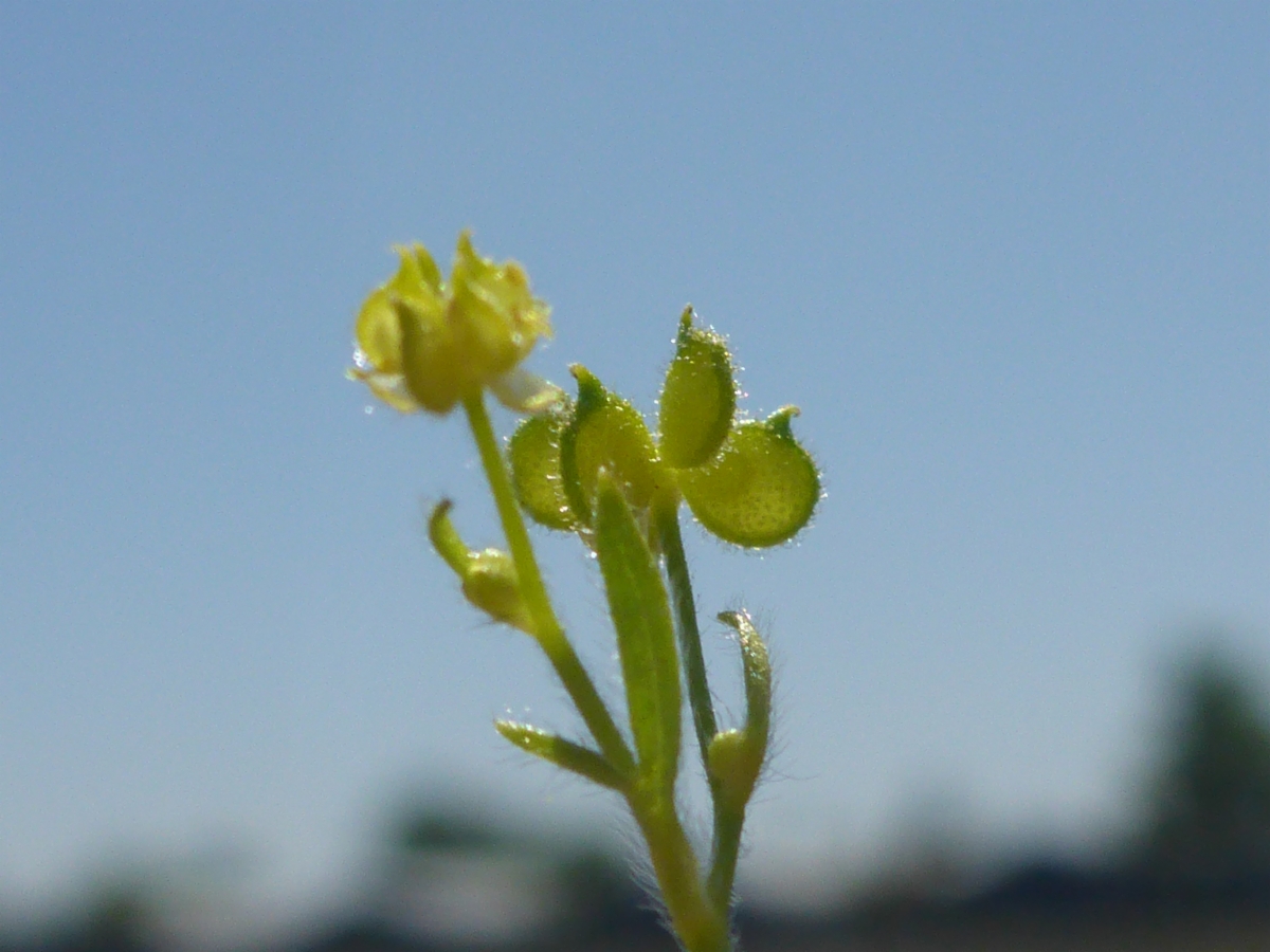 Ranunculus hebecarpus
