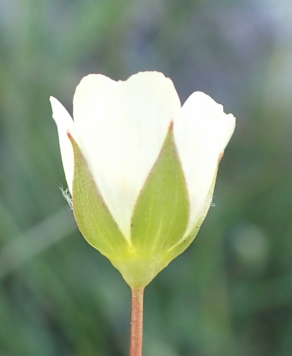 Limnanthes alba ssp. alba