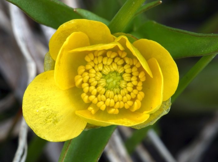 Ranunculus alismifolius