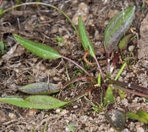 Ranunculus alismaefolius var. alismellus