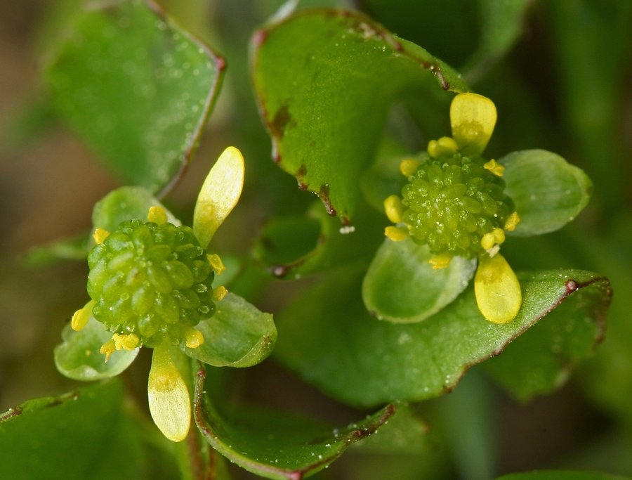 Ranunculus bonariensis