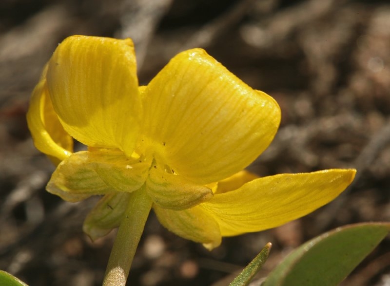 Ranunculus glaberrimus var. ellipticus
