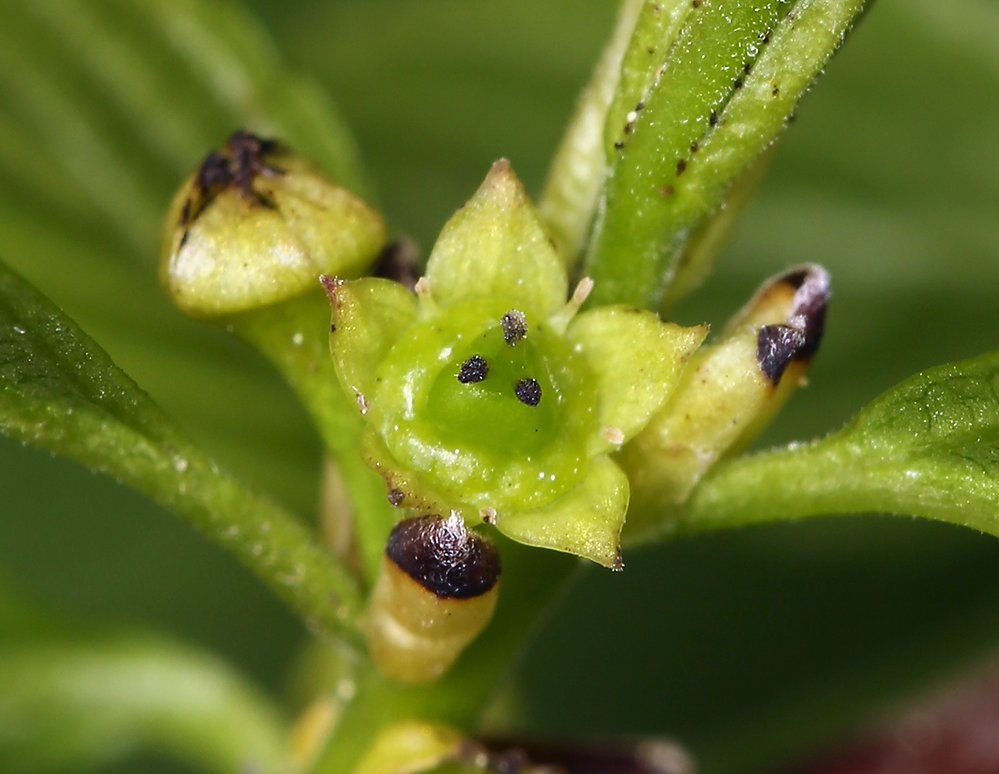 Rhamnus alnifolia