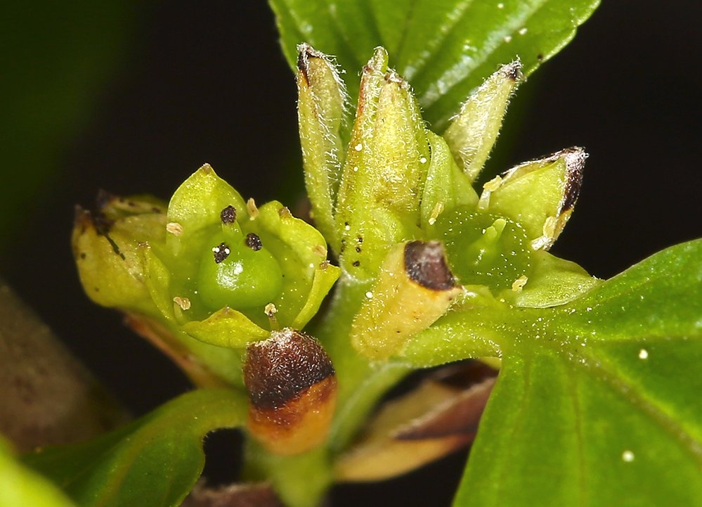 Rhamnus alnifolia