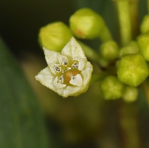 Rhamnus californica ssp. californica