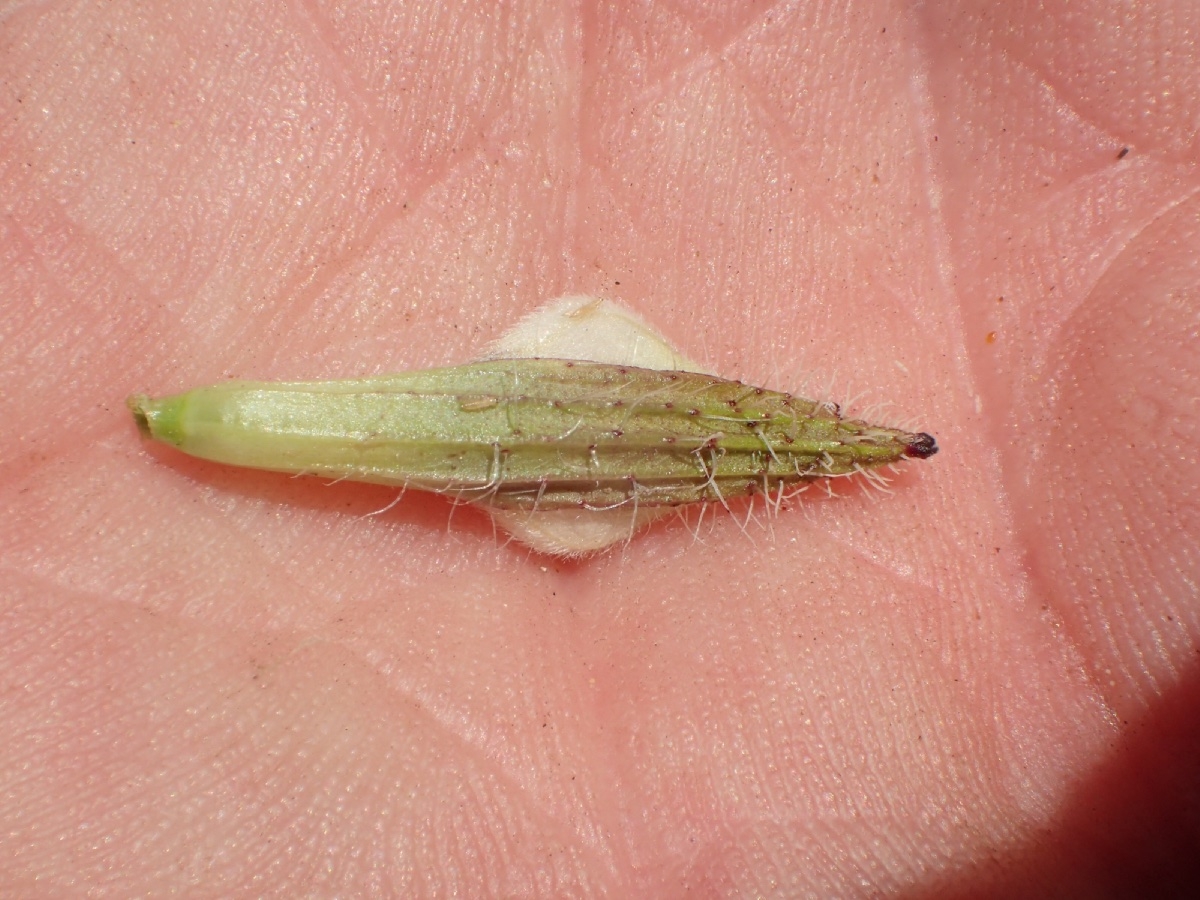 Cordylanthus rigidus ssp. setiger