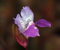 Collinsia sparsiflora