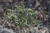 Cheilanthes gracillima