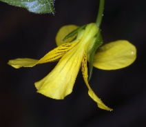 Viola glabella
