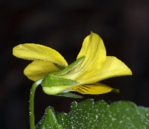 Viola glabella