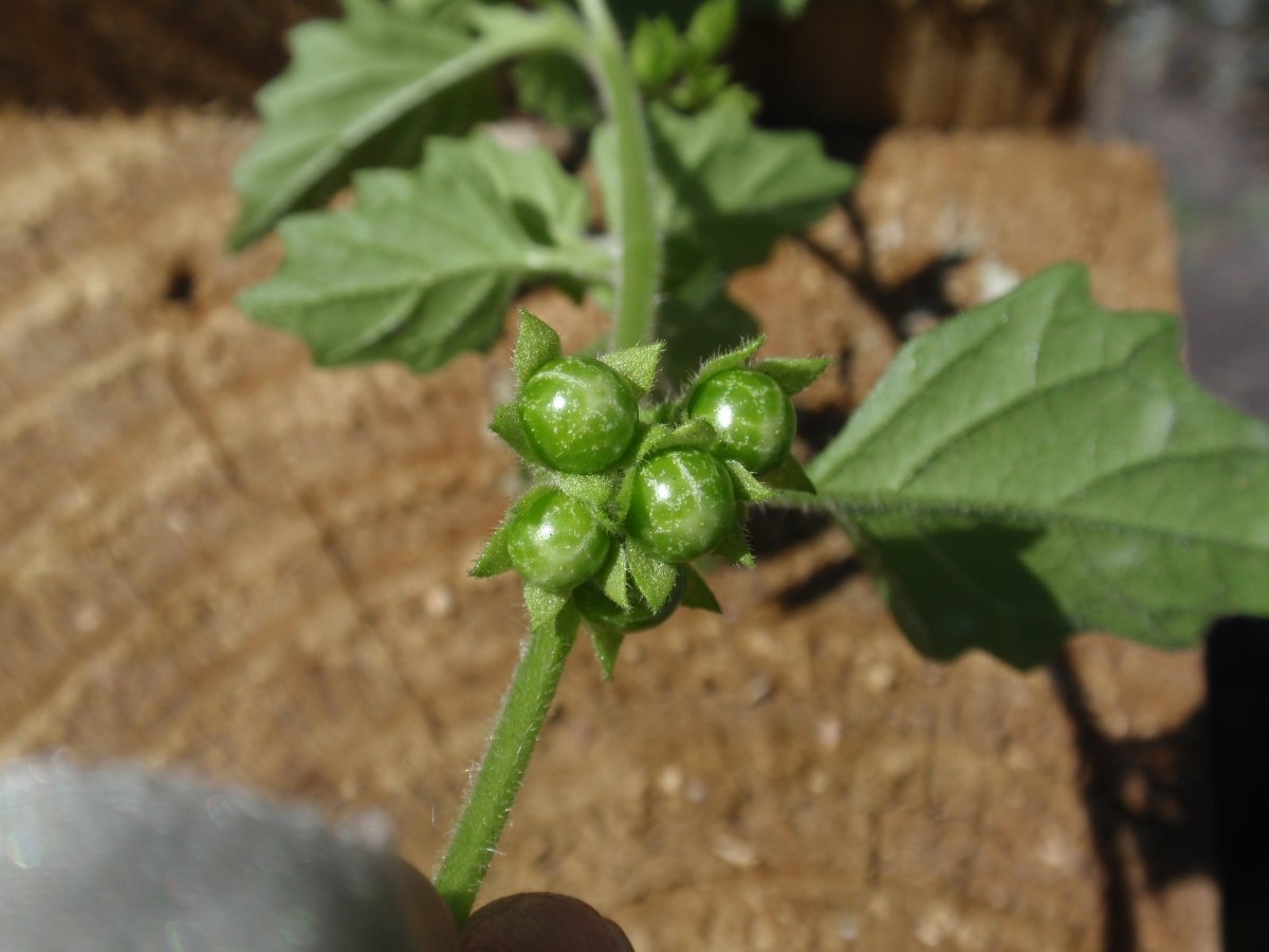 Solanum physalifolium
