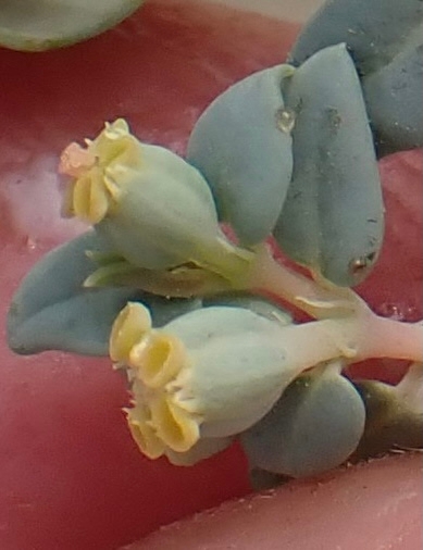 Euphorbia ocellata ssp. ocellata