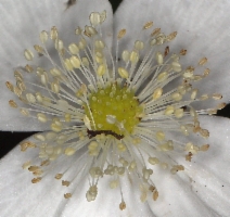 Anemone deltoidea