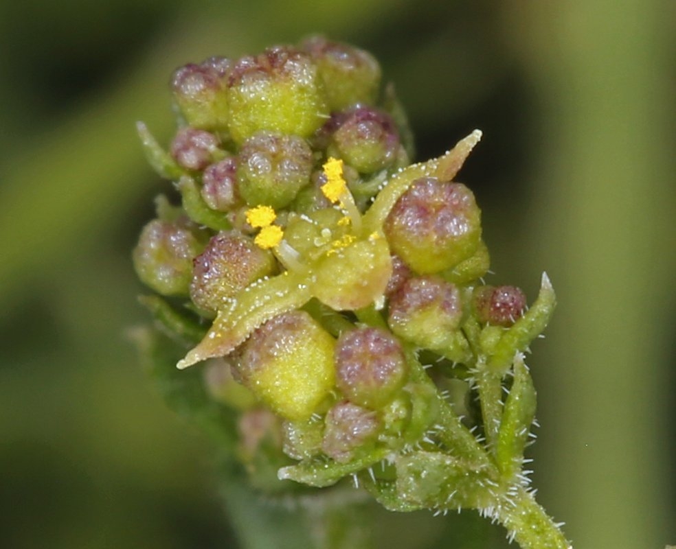 Galium angustifolium ssp. angustifolium