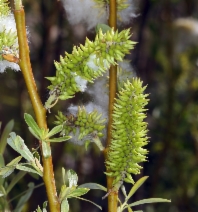 Salix lasiolepis var. bigelovii