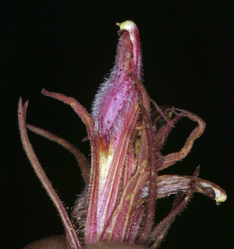 Cordylanthus kingii