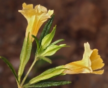 Mimulus aurantiacus var. pubescens