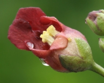 Scrophularia californica var. floribunda