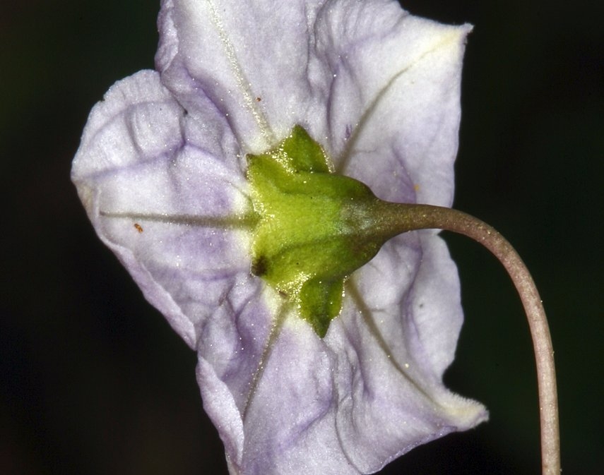 Solanum xanti