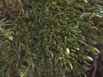 Phoradendron pauciflorum