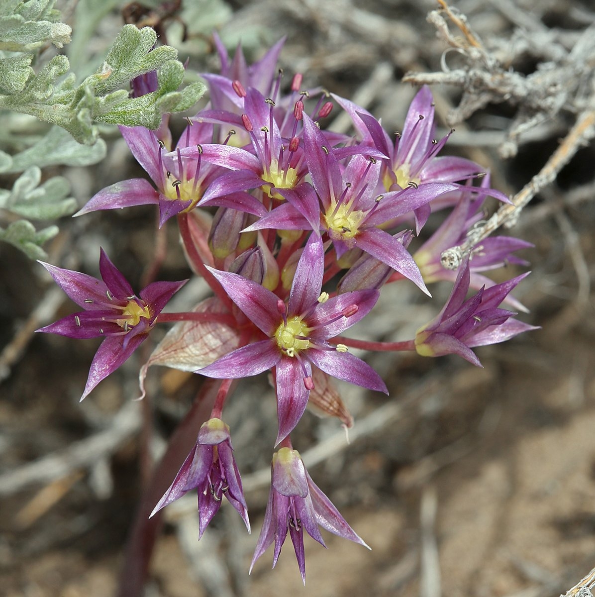 Allium atrorubens