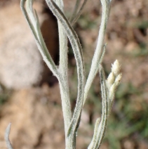 Gnaphalium canescens ssp. beneolens
