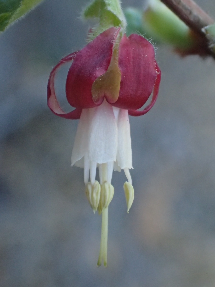 Ribes californicum var. hesperium