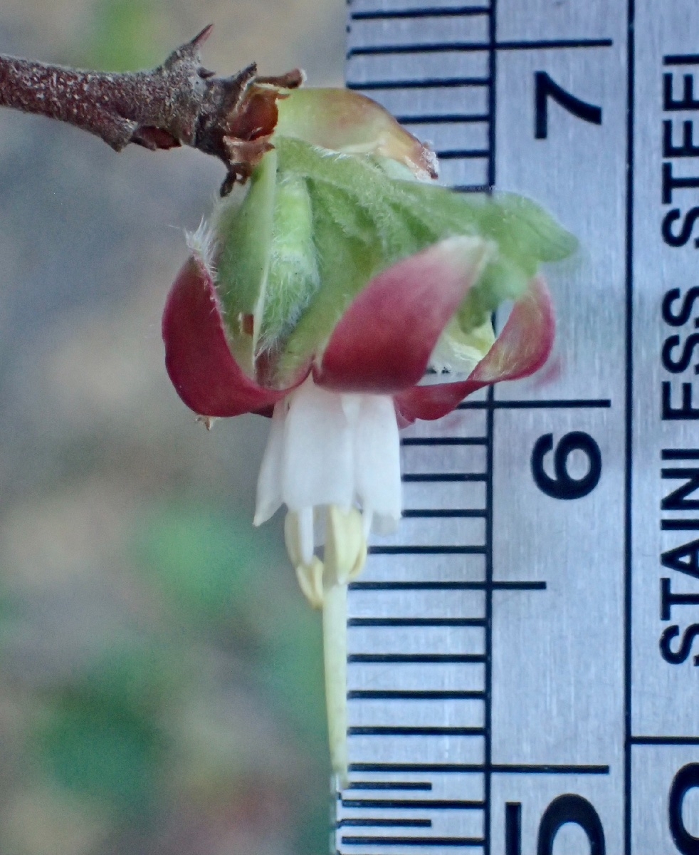 Ribes californicum var. hesperium