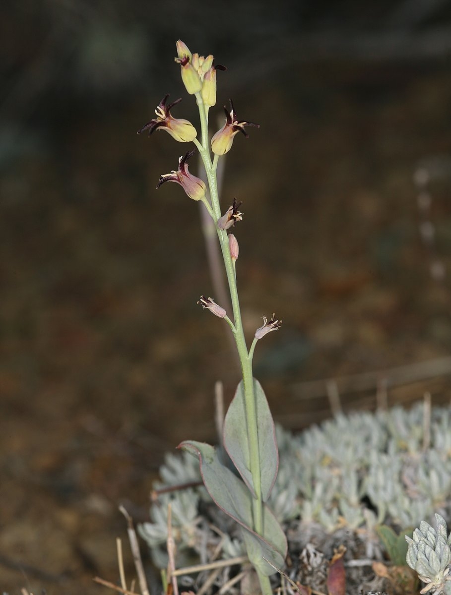 Streptanthus cordatus