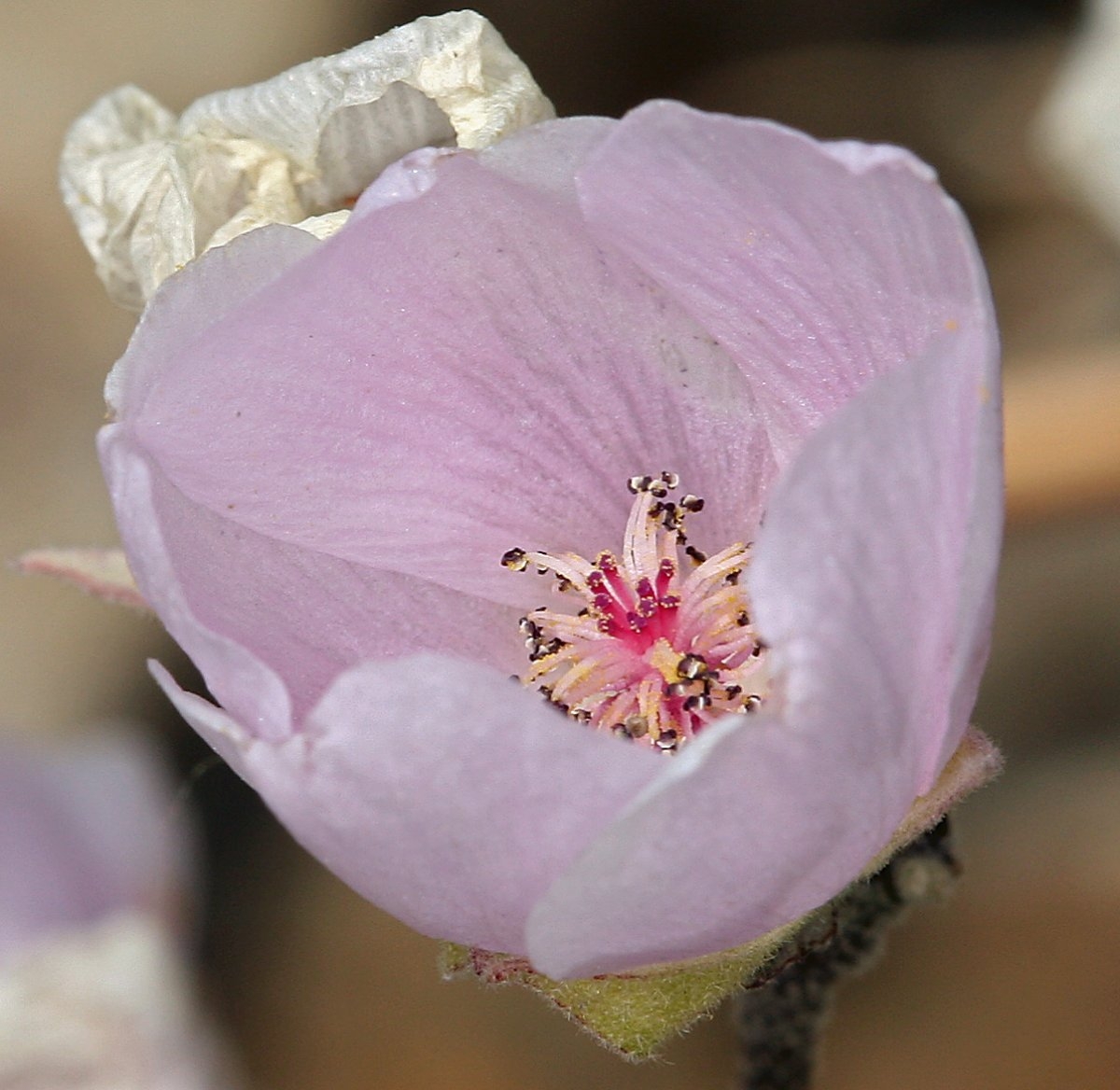 Sphaeralcea ambigua var. rosacea