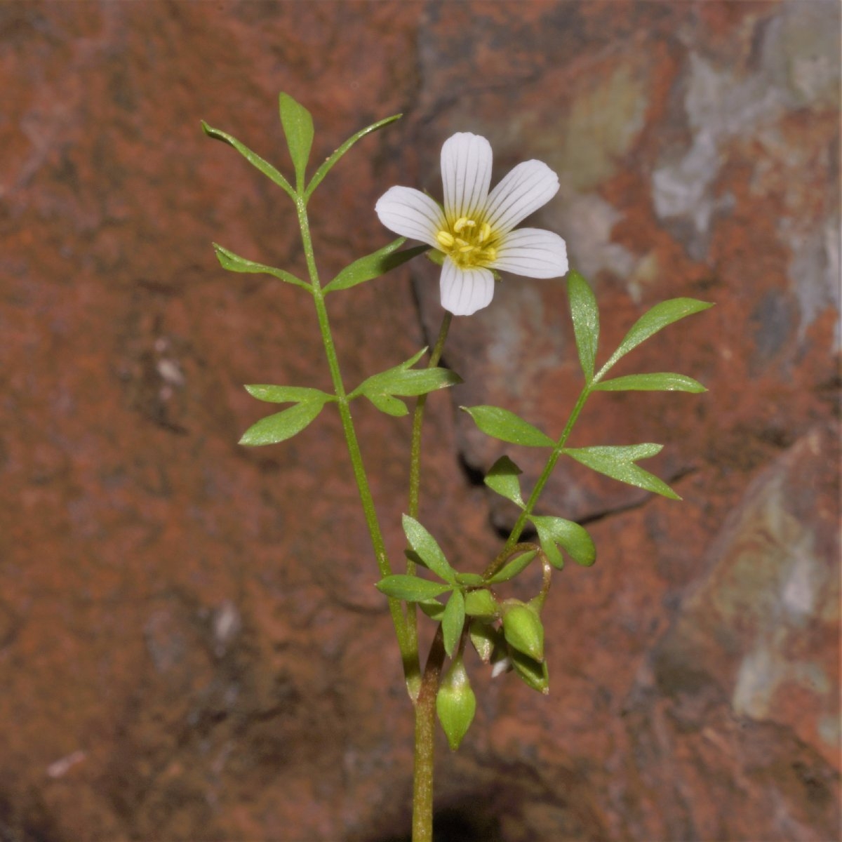 Limnanthes douglasii ssp. striata
