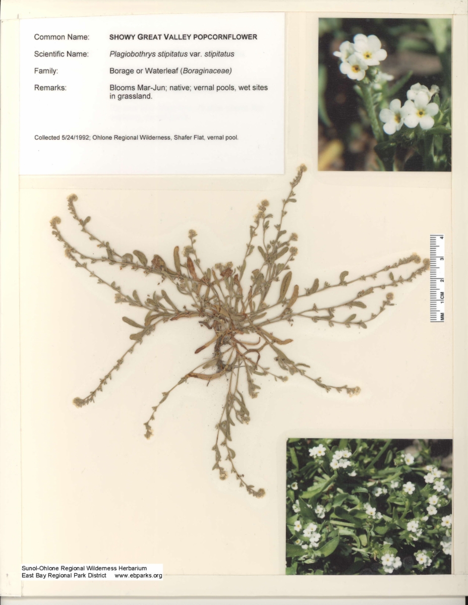 Plagiobothrys stipitatus var. stipitatus
