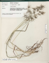 Poa bulbosa ssp. vivipara