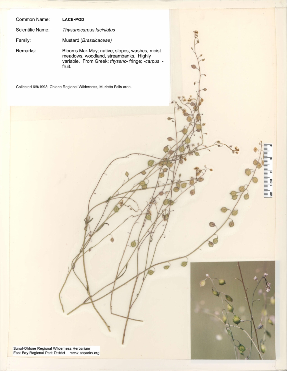 Thysanocarpus laciniatus