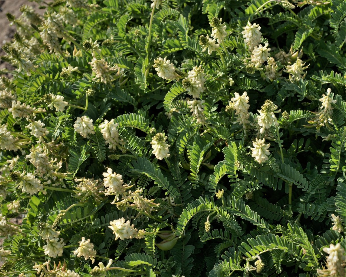 Astragalus nuttallii var. nuttallii
