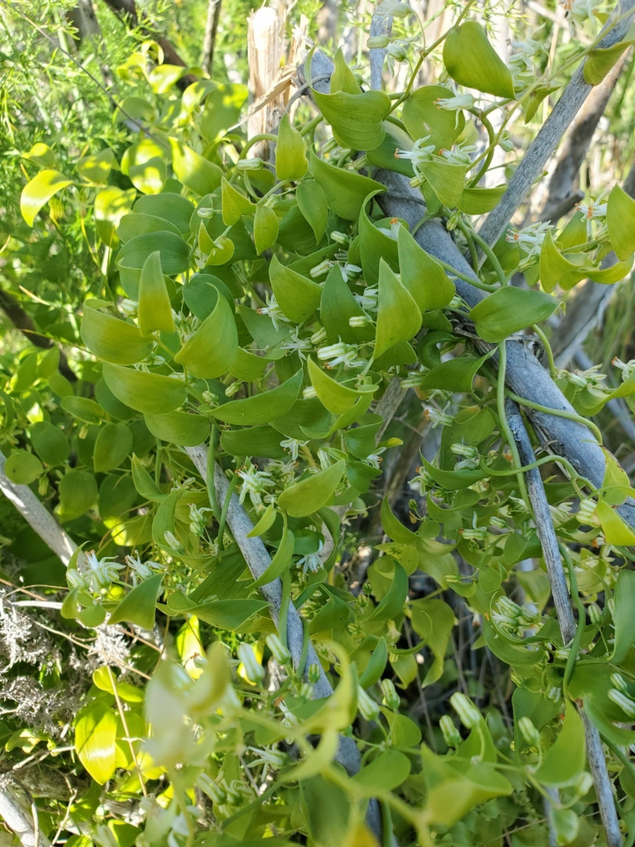 Asparagus asparagoides