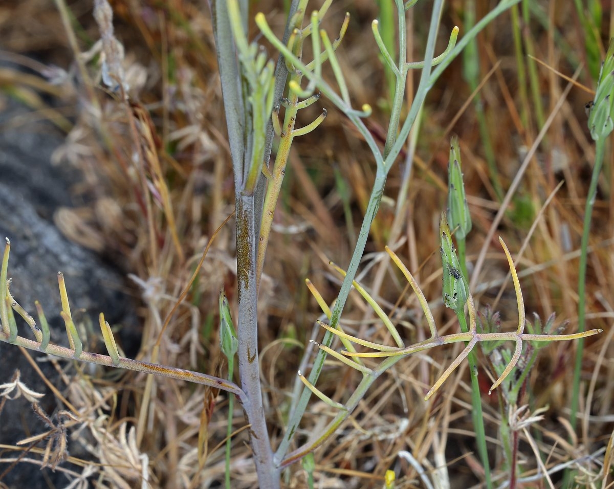 Streptanthus diversifolius