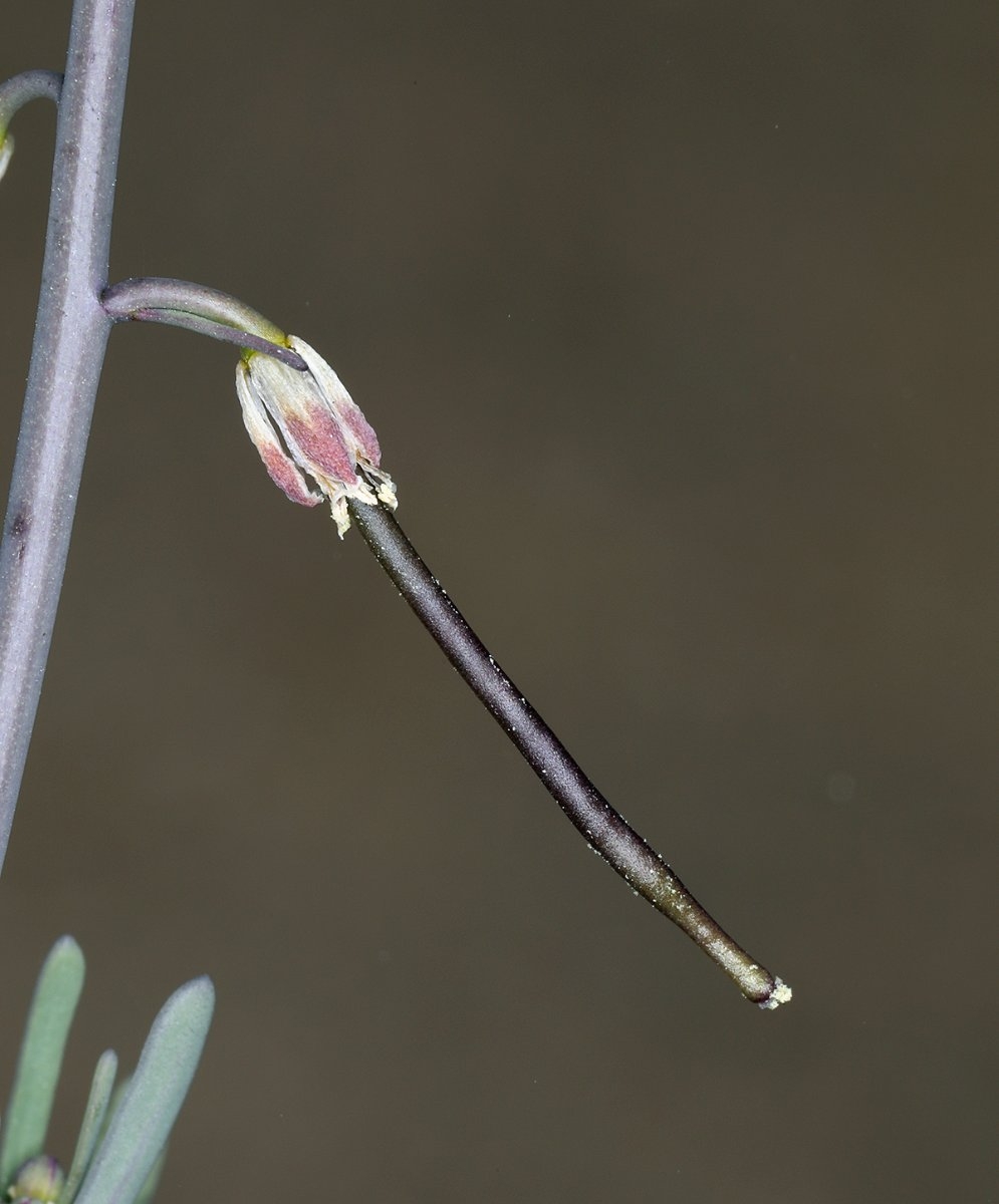 Streptanthella longirostris