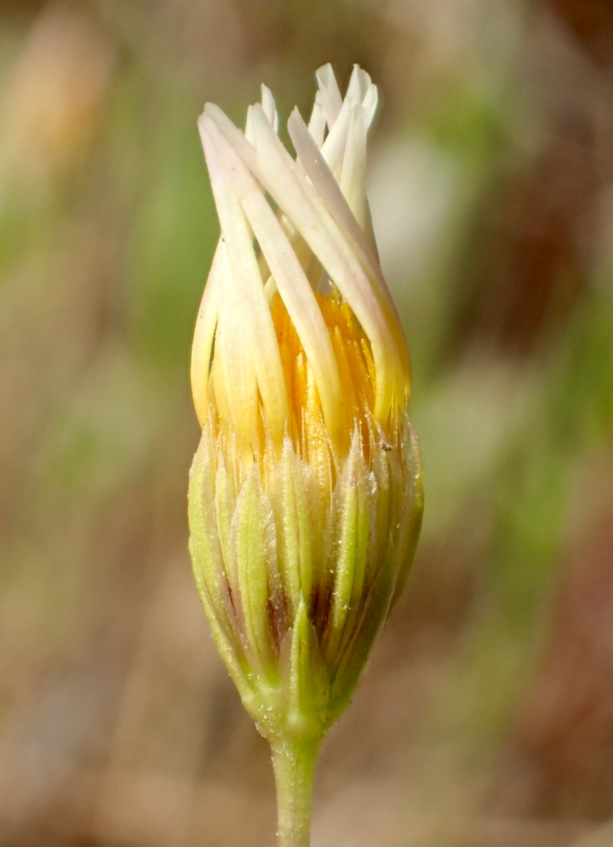 Pentachaeta aurea ssp. allenii