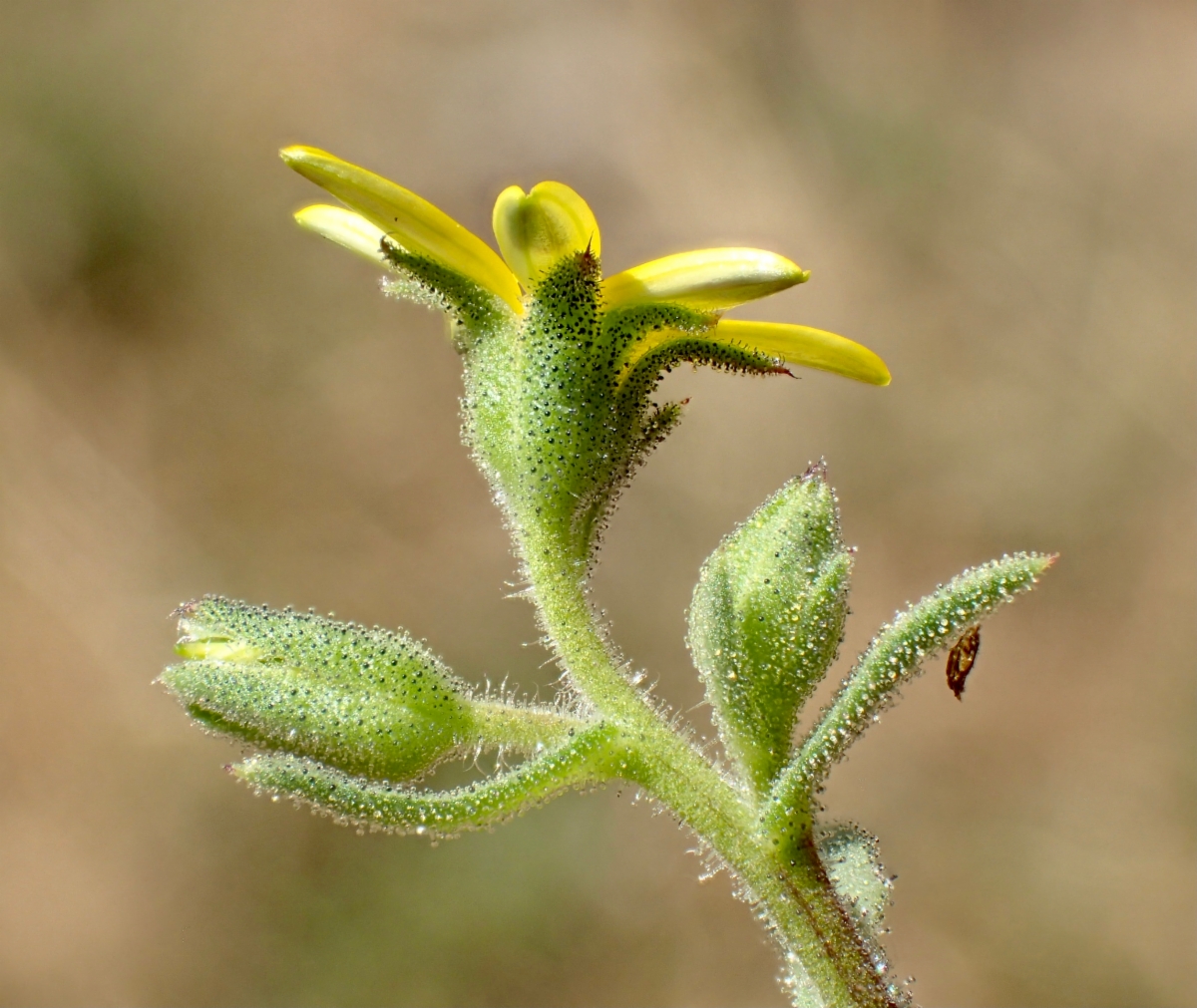 Osteospermum calendulaceum