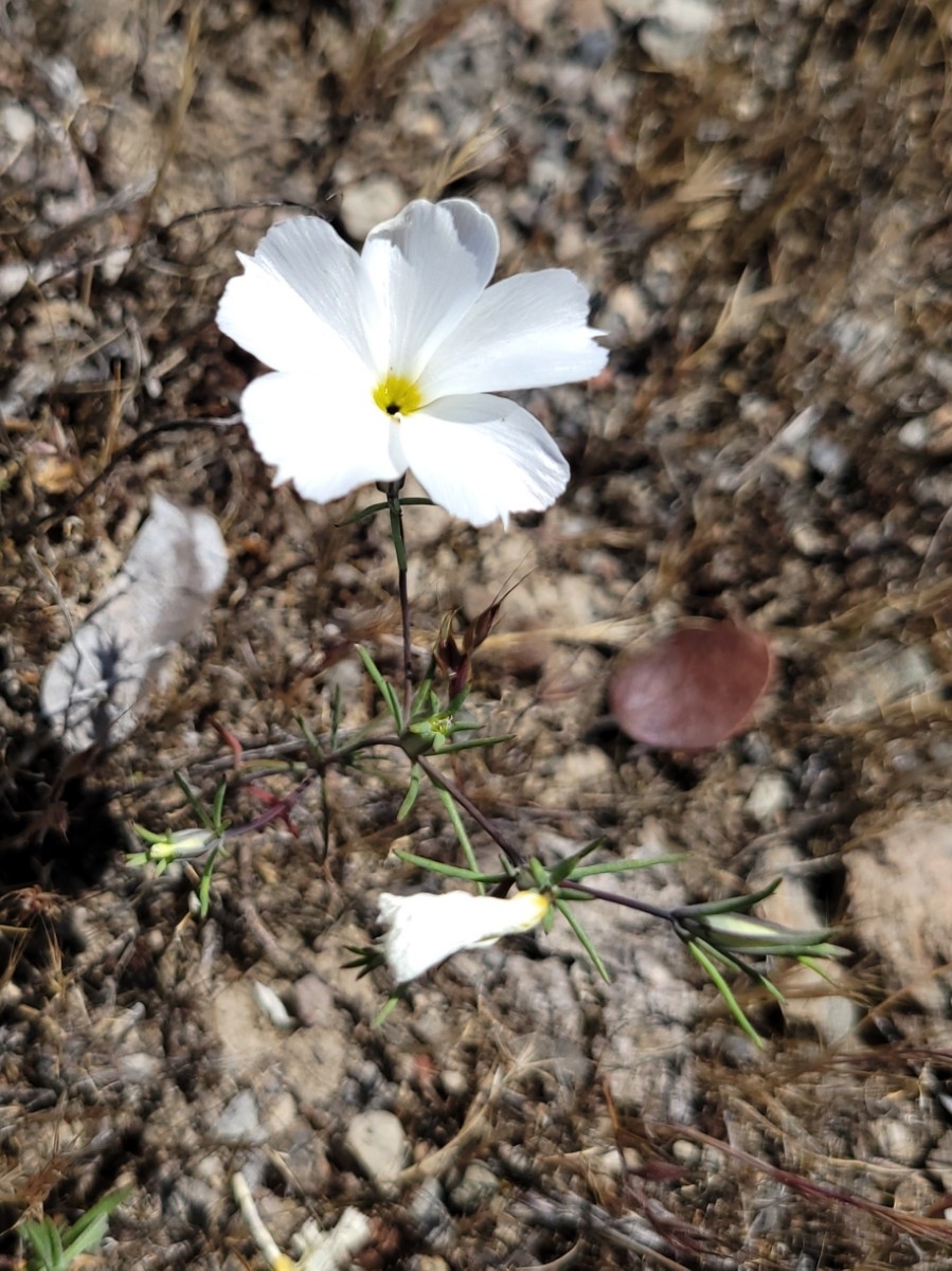Linanthus dichotomus ssp. meridianus