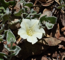Calystegia malacophylla ssp. pedicillata