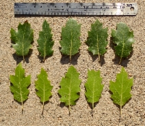 Quercus Xmoreha
