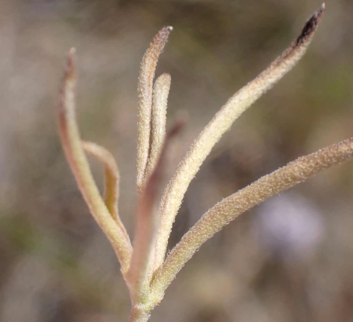 Delphinium hesperium ssp. pallescens