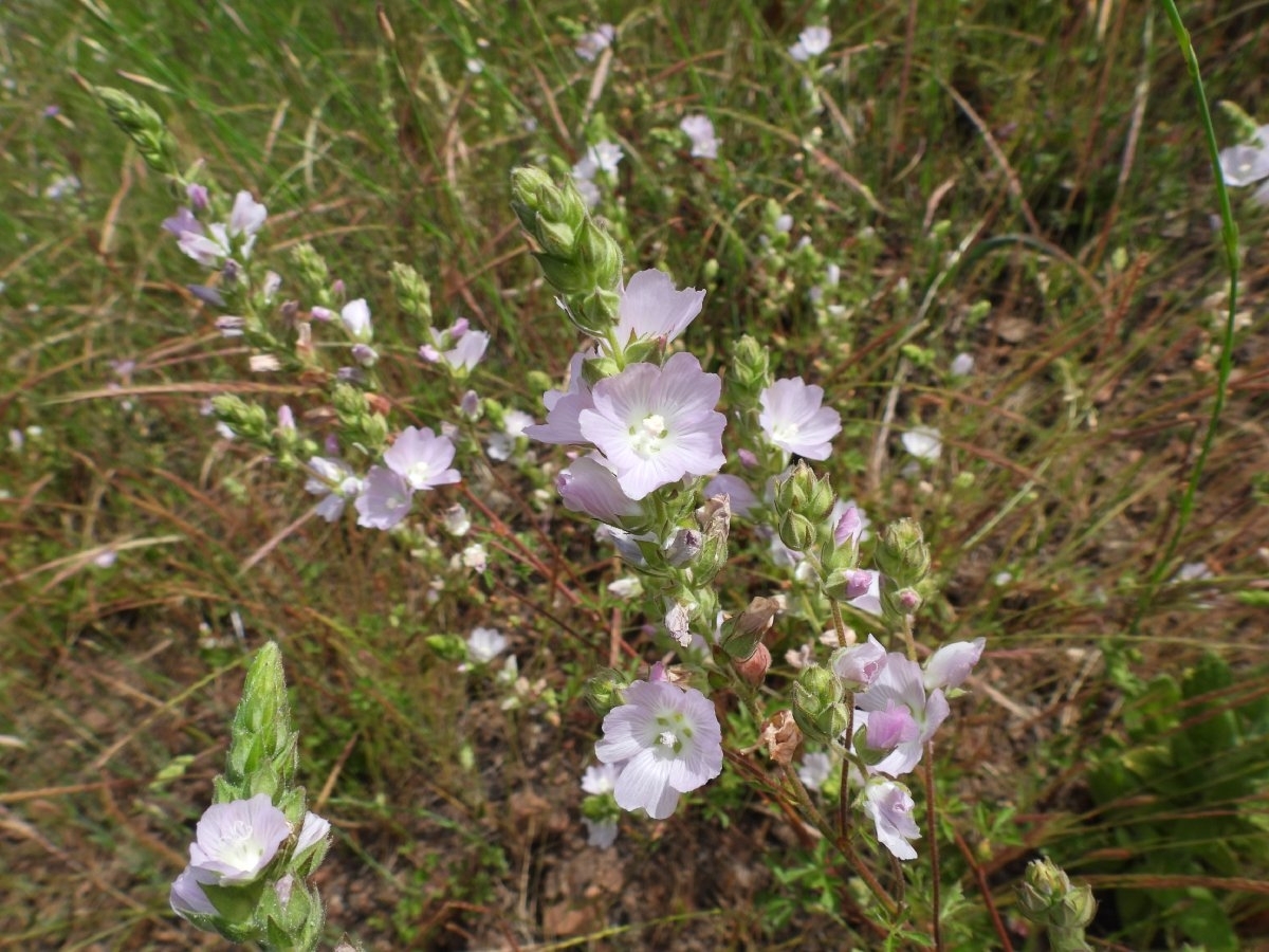 Sidalcea hickmanii ssp. napensis
